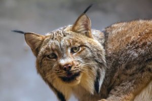 Il recupero della lince iberica