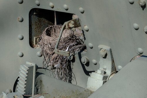 Nido uccello su carro armato
