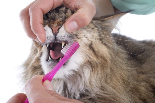 Padrone spazzola i denti al gatto