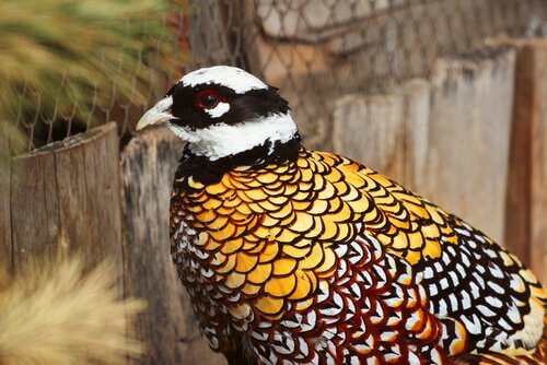 particolare di testa e piume di un fagiano venerato