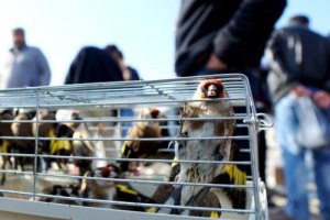 Cos'è il silvestrismo e perché si vuole proibirlo?