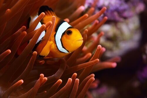 Pesce pagliaccio si nasconde in un'anemone di mare