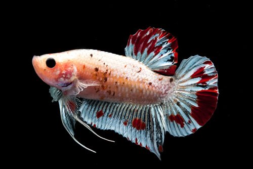 Pesce colorato