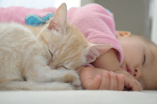 Neonata dorme con una gattina