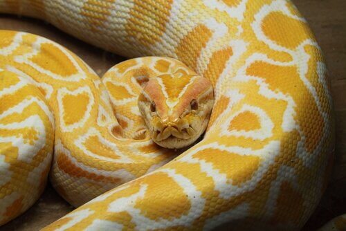 Pitone albino raggomitolato