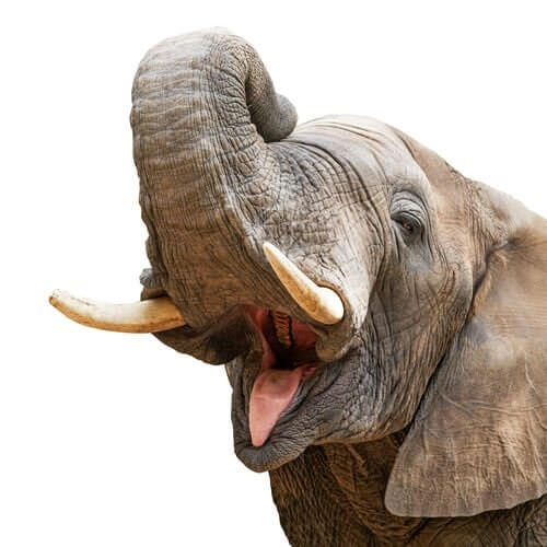 5 curiosità sulla proboscide dell’elefante
