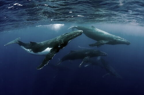 Perché le balene si riuniscono?