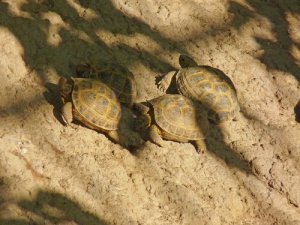 Si possono tenere più tartarughe di Horsfield?
