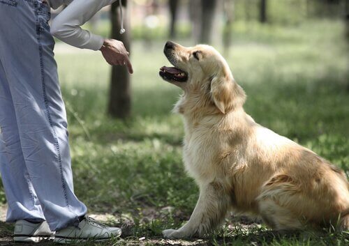 Ragazza impartisce un comando seduto al cane