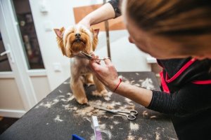 Bisogna tosare gli animali domestici in estate?
