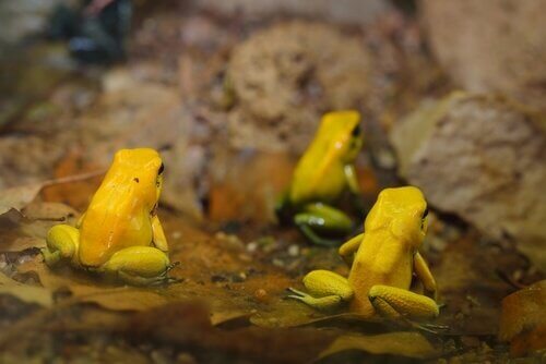 Tre esemplari di rana dorata
