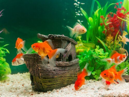 sette pesci rossi in un acquario domestico nuotano