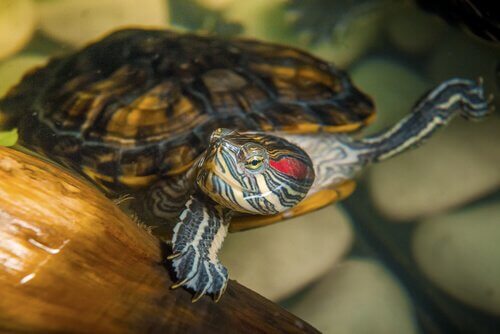 I pericoli di tenere una tartaruga acquatica in casa
