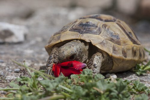 Tartaruga mangia fiore