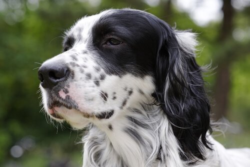 Setter inglese tra migliori razze di cani da caccia