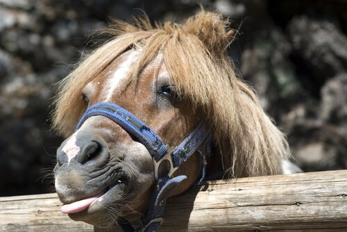 Pony si sporge dalla staccionata