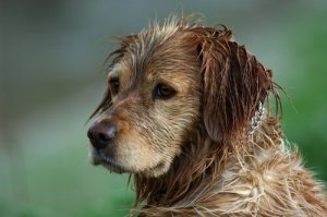 Si può evitare l'odore di cane bagnato?