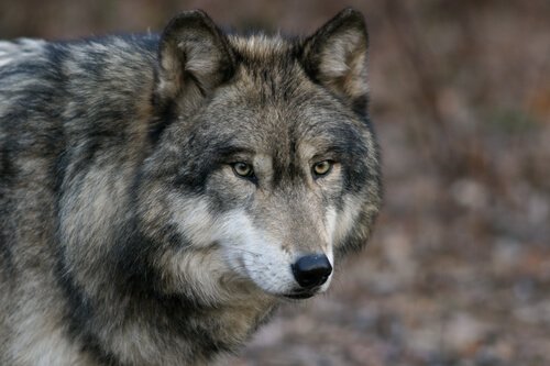 7 caratteristiche del lupo grigio imperdibili