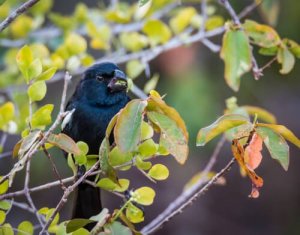 Vaccaro: avete mai visto un uccello simile?