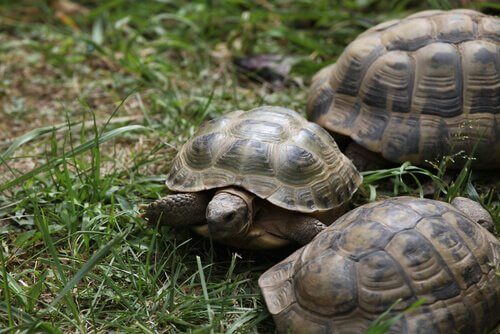 tre esemplari di tartarughe di Horsfield su un prato