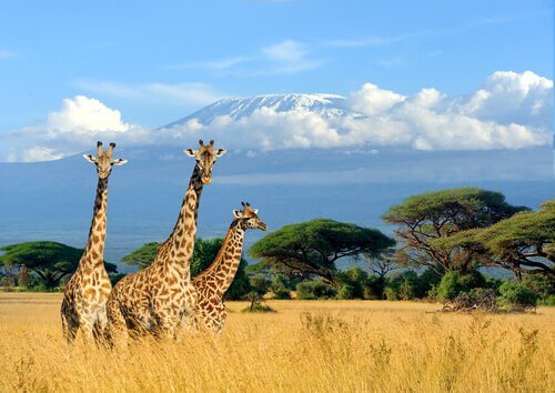 Giraffe nell'erba alta della savana
