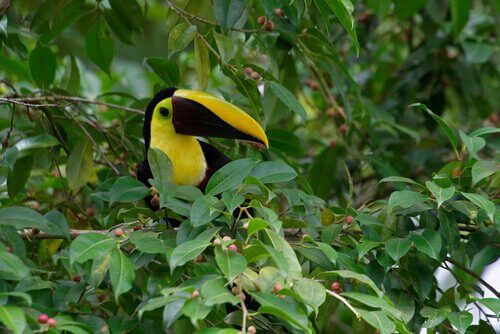 tucano tra le foglie