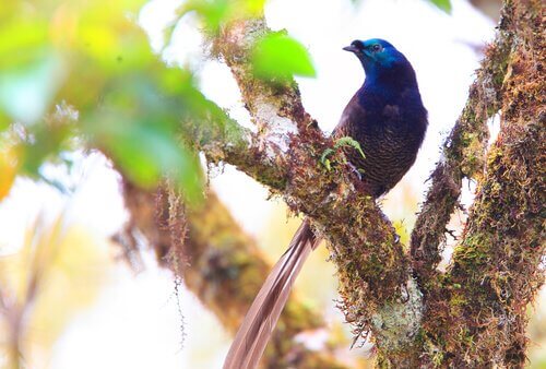 Uccello del paradiso su albero
