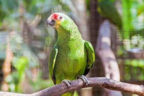 Amazzone fronte rossa su un ramo