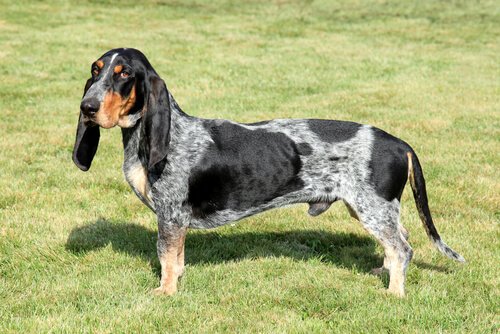 Basset bleu de Gascogne di profilo sull'erba