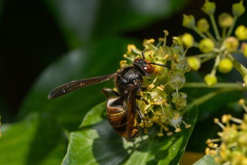 Calabrone asiatico succhia nettare da fiore