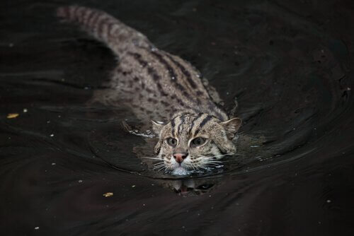 Gatto pescatore, un felino in pericolo di estinzione