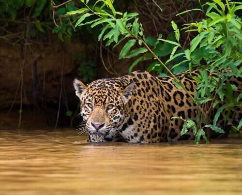 Giaguaro prepara un'imboscata tra fronde e acqua