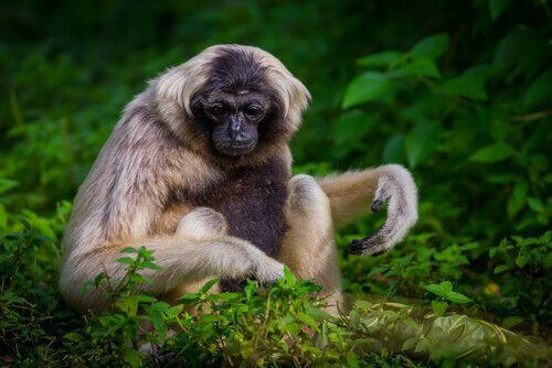 Gibbone dal berretto mangia delle foglie