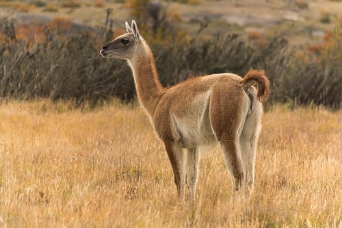 Guanaco delle Ande al pascolo