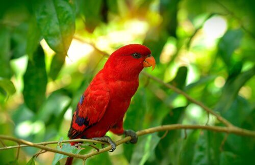 Lori rosso su un ramo