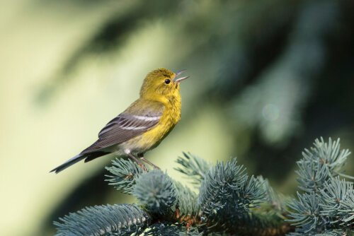 Lui delle roccie su un ramo di abete