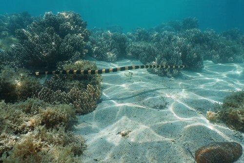 Serpente di mare della Nuova Caledonia tra serpenti di mare più famosi