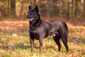 Thai Ridgeback Dog: un cane con la cresta