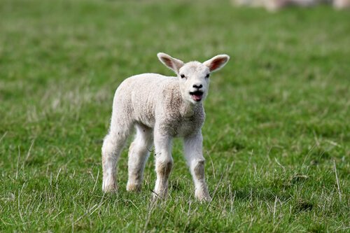 Un agnello bela sul prato.