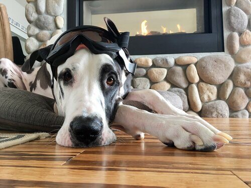 Alano sdraiato in salotto con una maschera in testa
