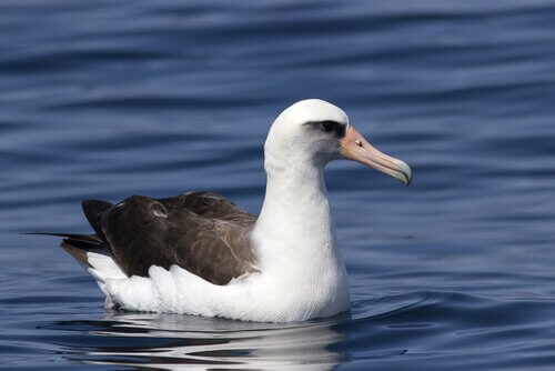 Albatro di Laysan galleggia sul mare