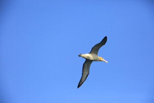 un albatro vola nel cielo azzurro