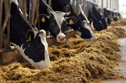 un allevamento massivo di mucche in una stalla