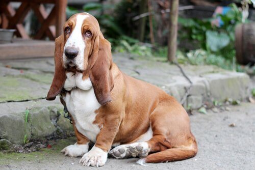 Basset hound seduto a cuccia