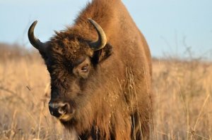 Differenze tra bisonti, gnu e bufali