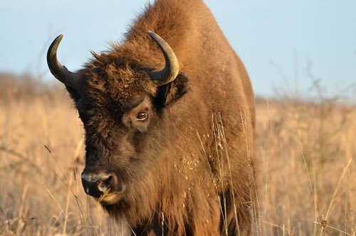 Differenze tra bisonti, gnu e bufali