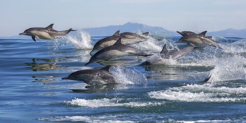 un branco di delfini salta tra le onde