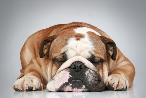 Bulldog dorme con gli occhi chiusi