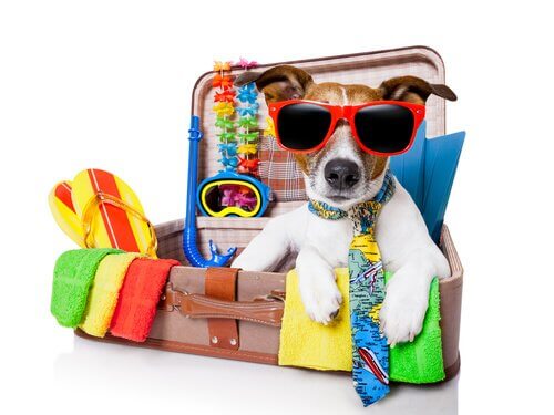 un cagnolino con gli occhiali in una valigia