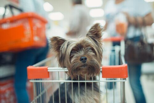 Si può fare shopping con il cane?